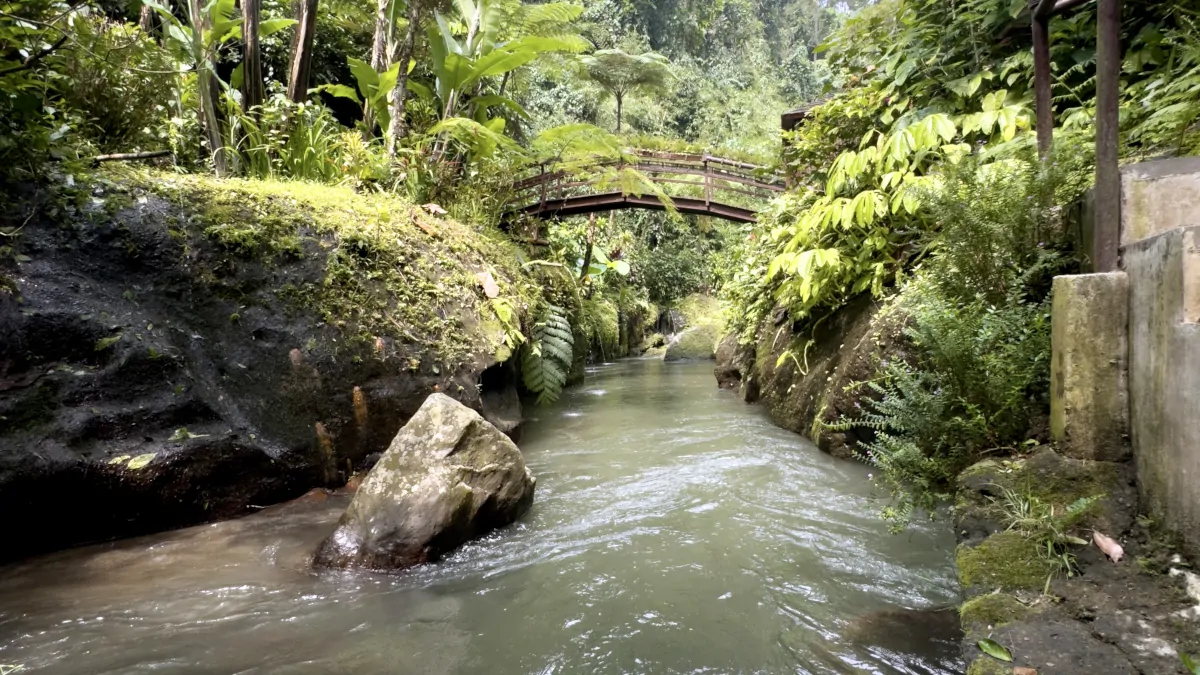 rainforest river soundscape Ubud Bali jungle environment peaceful nature