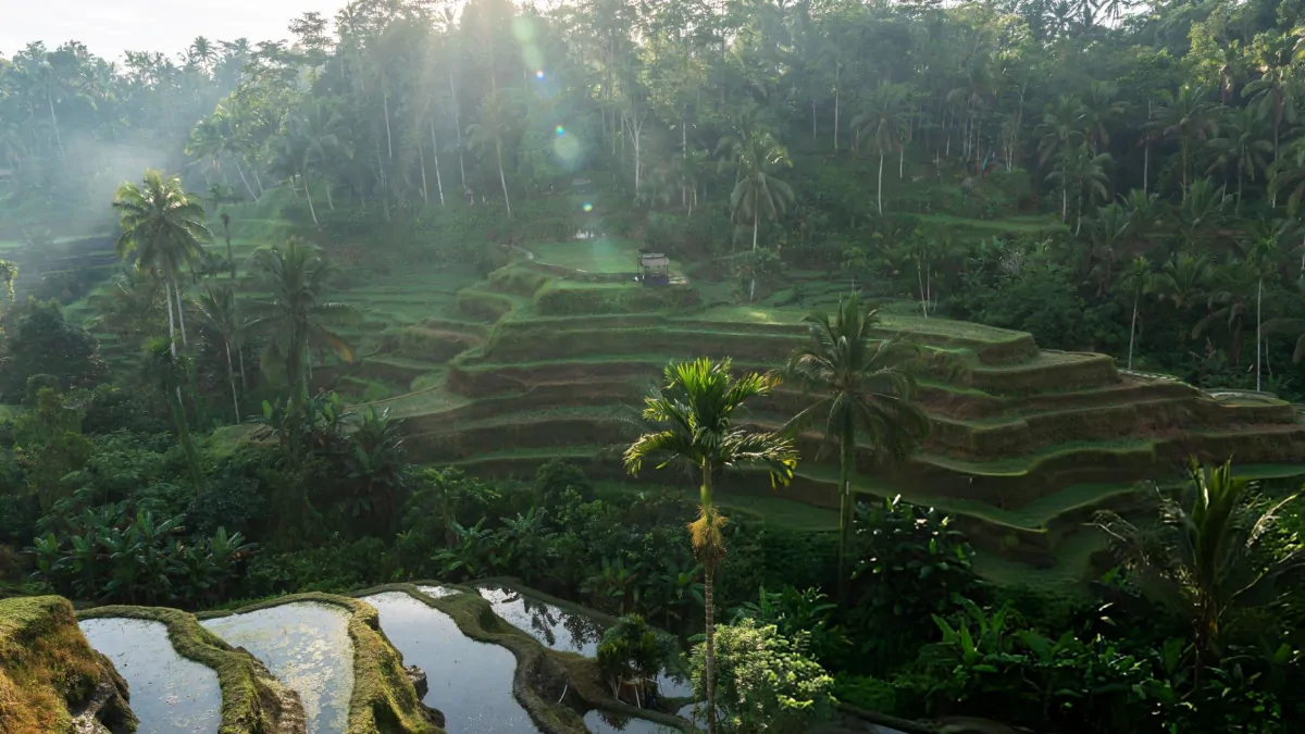 Ubud jungle wellness Bali peaceful rainforest morning mist relaxation 2026