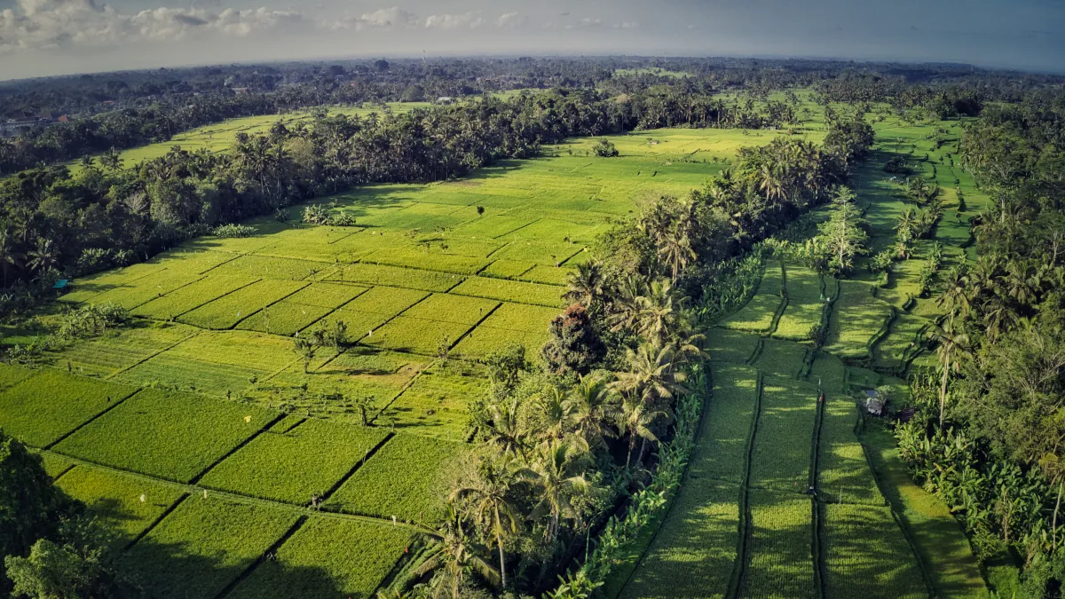 Ubud Bali during July with lush rainforest and rice terraces